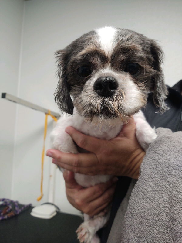 Fuzzy pawz sales shih tzu rescue