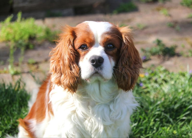 Calvin king best sale charles spaniel