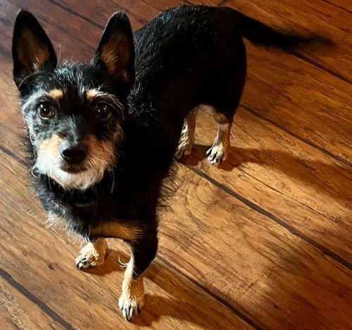 Lexi - OS