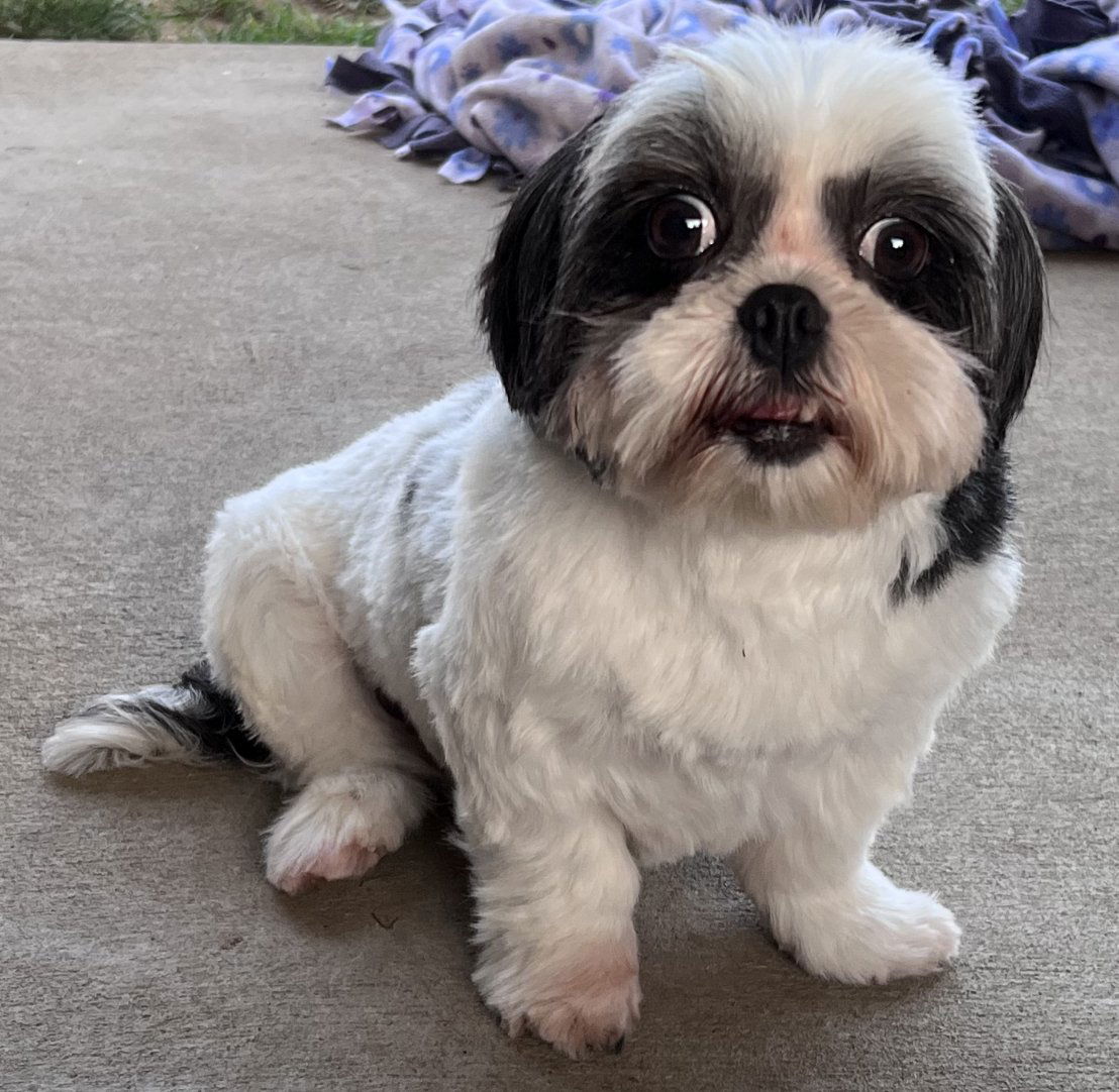 Shih best sale tzu underbite