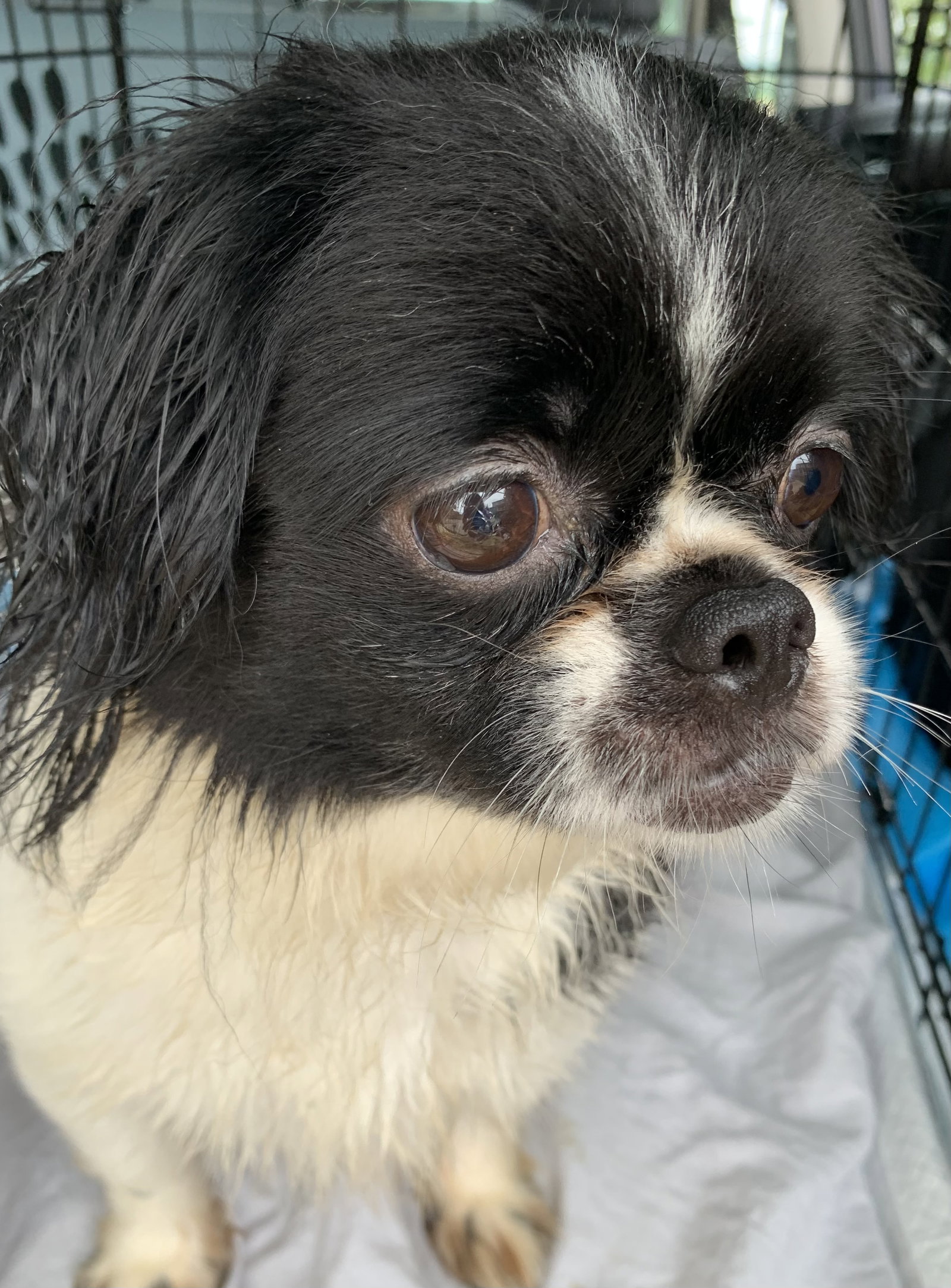 Dog for Adoption Mia ARR, a Japanese Chin in Zanesville, OH Alpha Paw