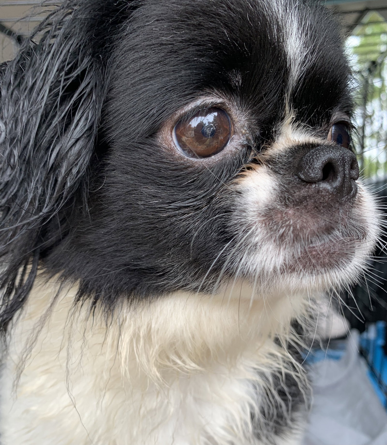 Dog for Adoption Mia ARR, a Japanese Chin in Zanesville, OH Alpha Paw