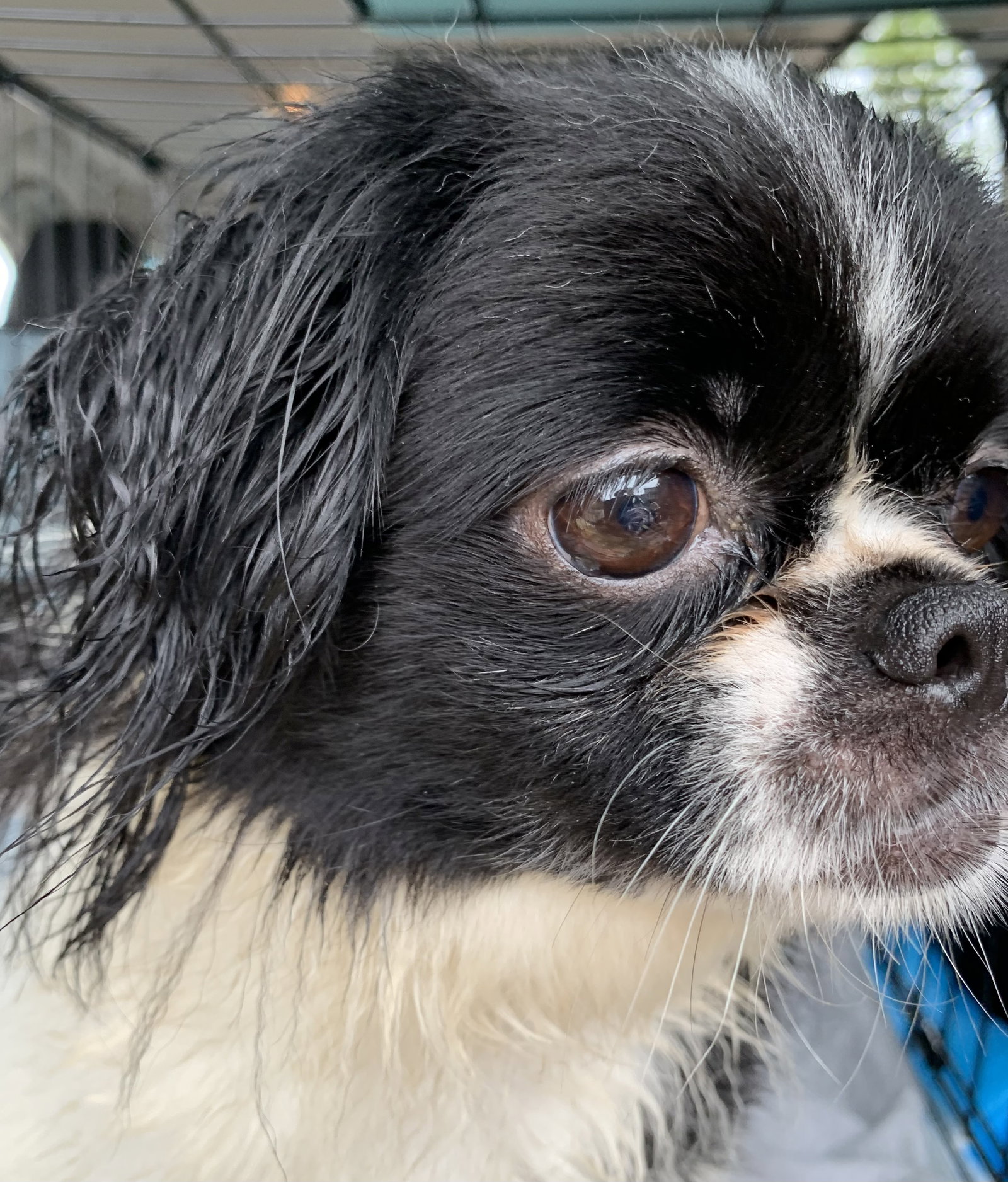 Dog for Adoption Mia ARR, a Japanese Chin in Zanesville, OH Alpha Paw