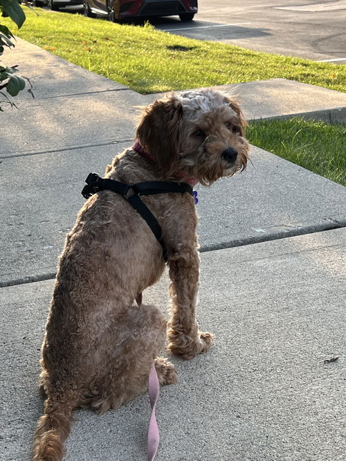 May Bella - ARR