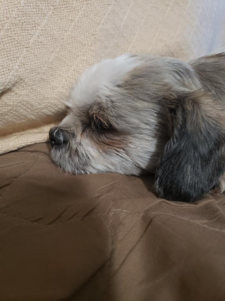 Dog for Adoption ARR, a Shih Tzu in Zanesville, OH Alpha Paw