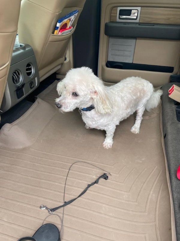 Dog for Adoption Murphy OS, a Lhasa Apso in Zanesville, OH Alpha Paw