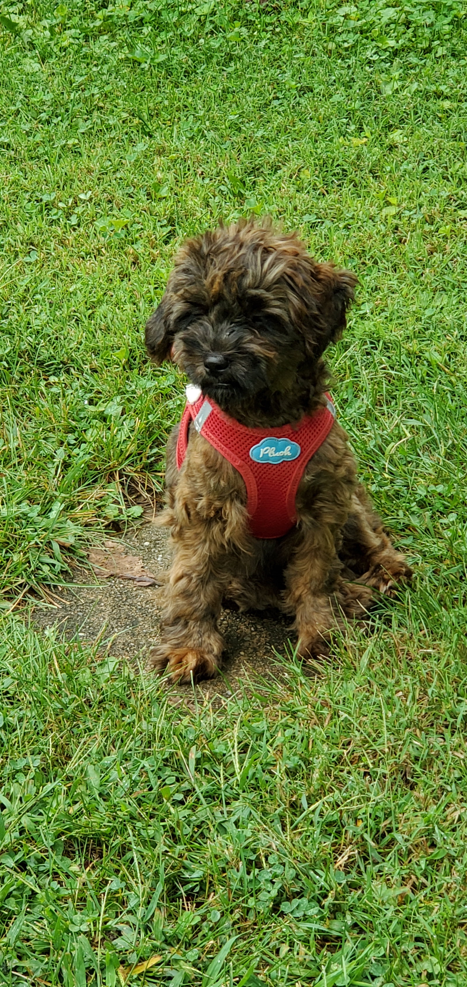 Dog for Adoption - Dani - ARR, a Shih Tzu in Morrow County, OH | Alpha Paw