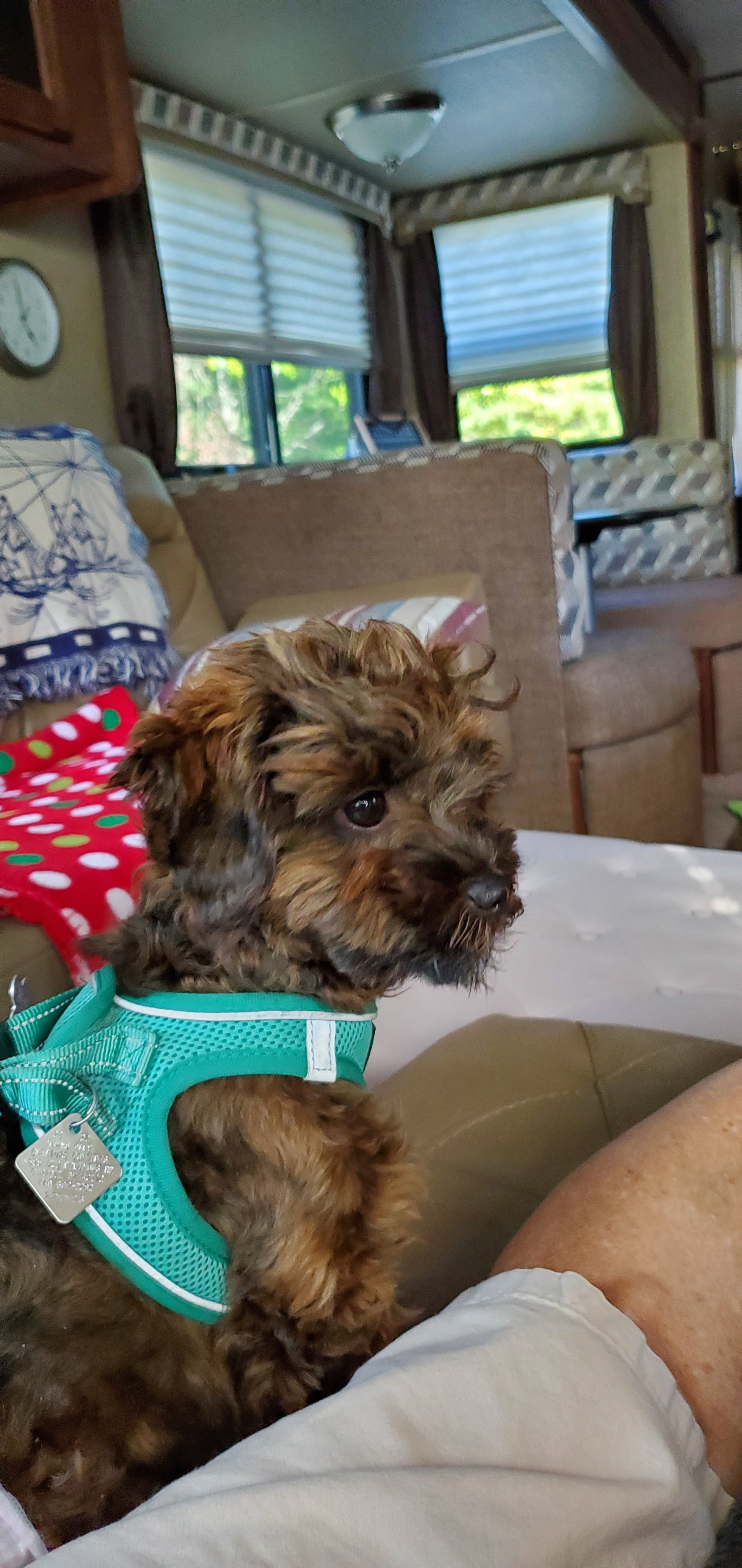 Dog for Adoption - Dani - ARR, a Shih Tzu in Morrow County, OH | Alpha Paw