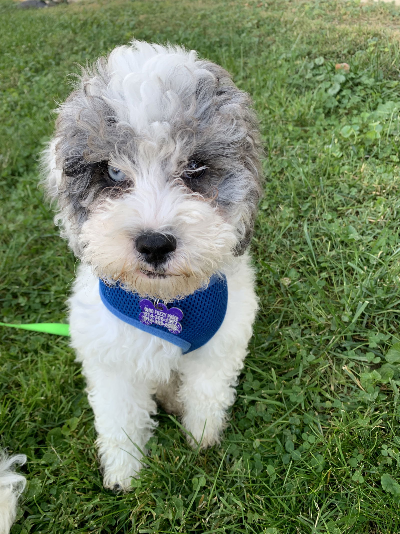 Dog for Adoption - Rhett - ARR, a Cavalier King Charles Spaniel in Knox ...