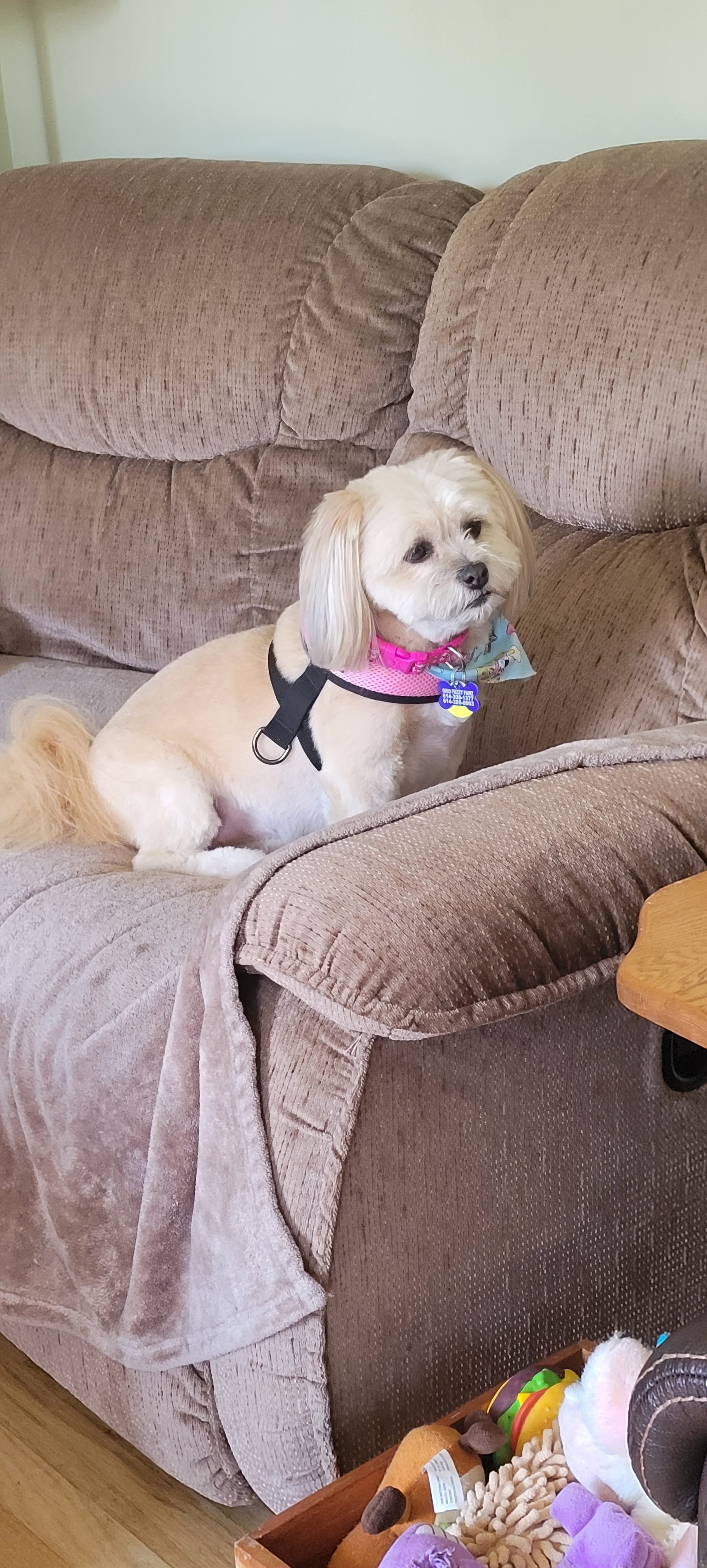 Dog for Adoption Izzy OS, a Shih Tzu in Morrow County, OH Alpha Paw