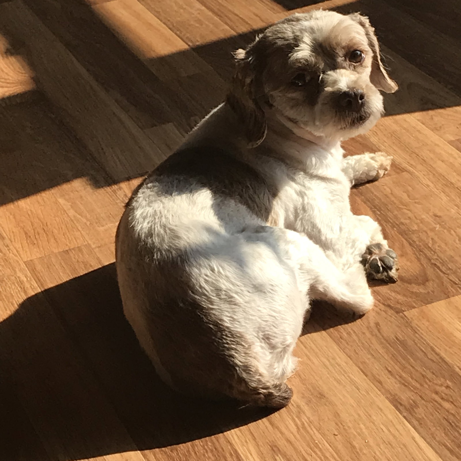 Dog for Adoption Clara Jane PMD, a Shih Tzu in Sandusky, OH Alpha Paw