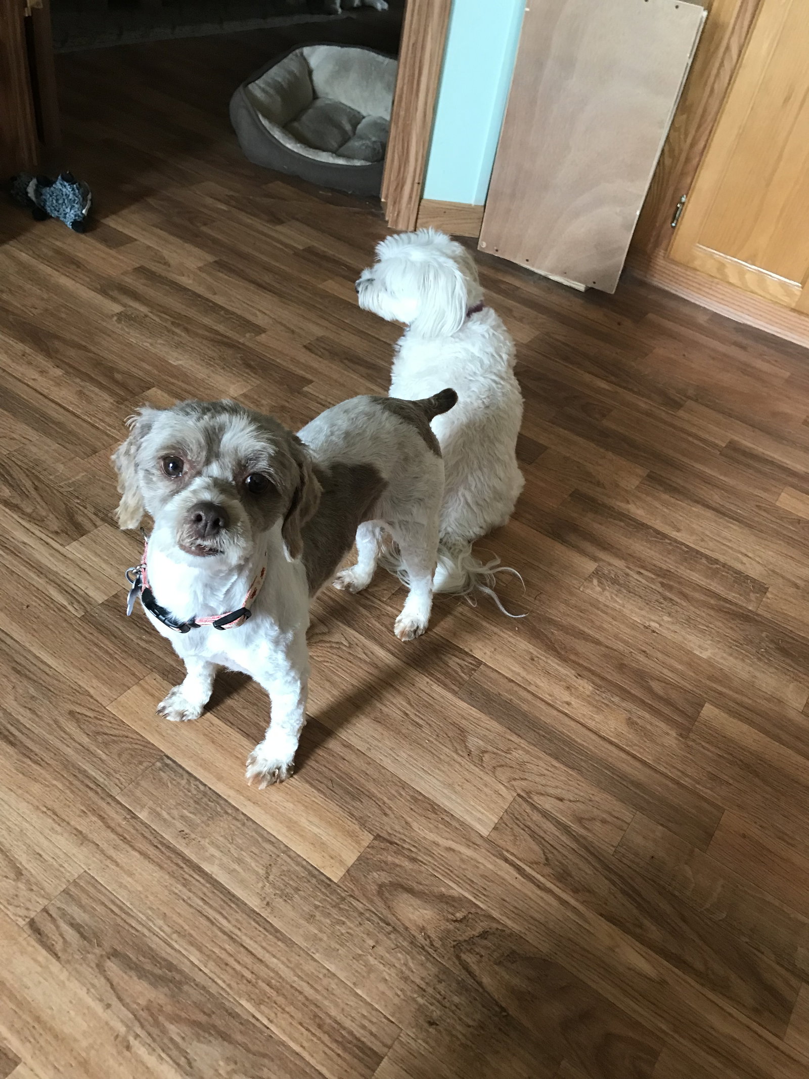 Dog for Adoption Clara Jane PMD, a Shih Tzu in Sandusky, OH Alpha Paw