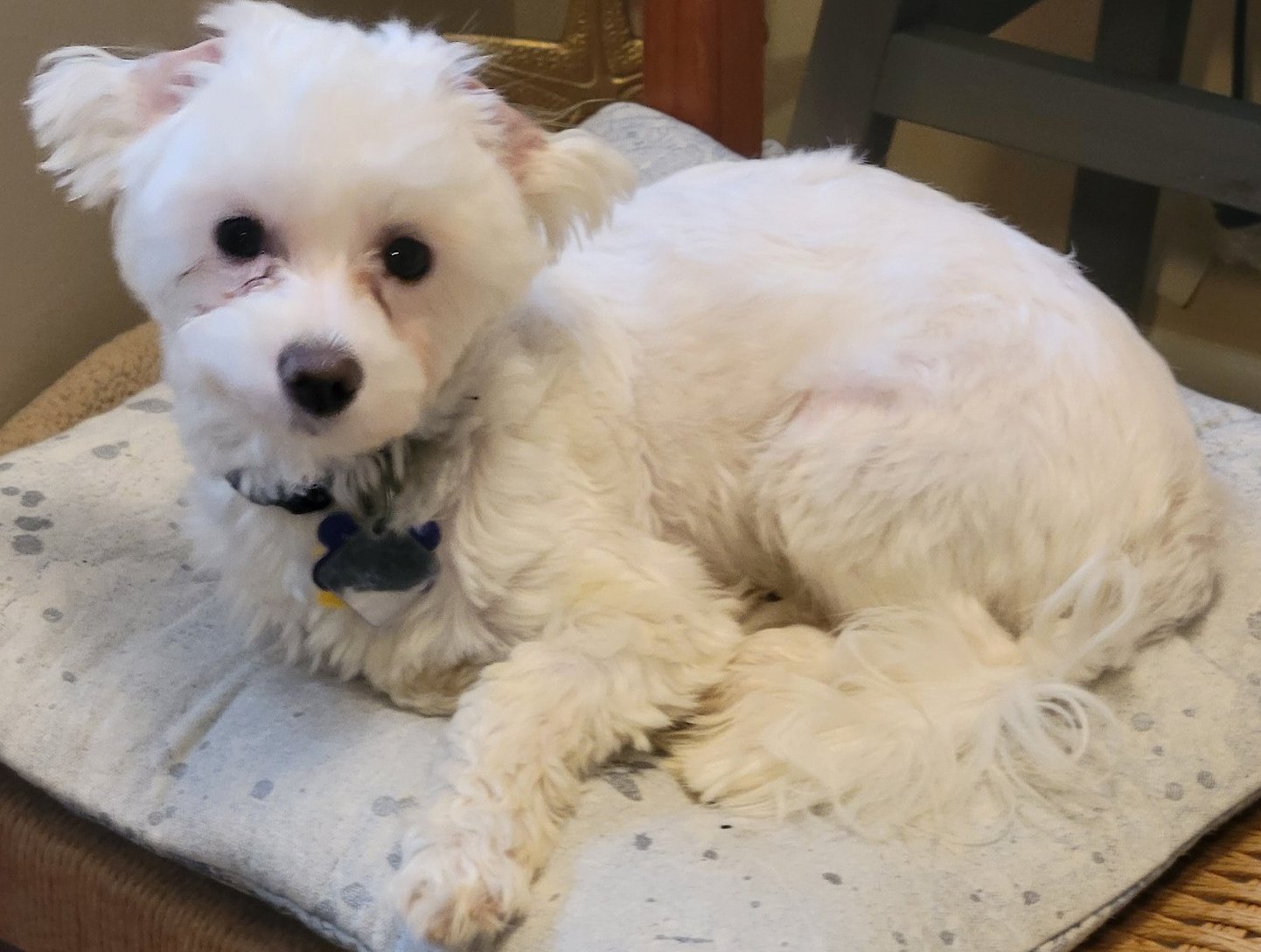 Dog for Adoption Jonah OS, a Maltese in Crooksville, OH Alpha Paw