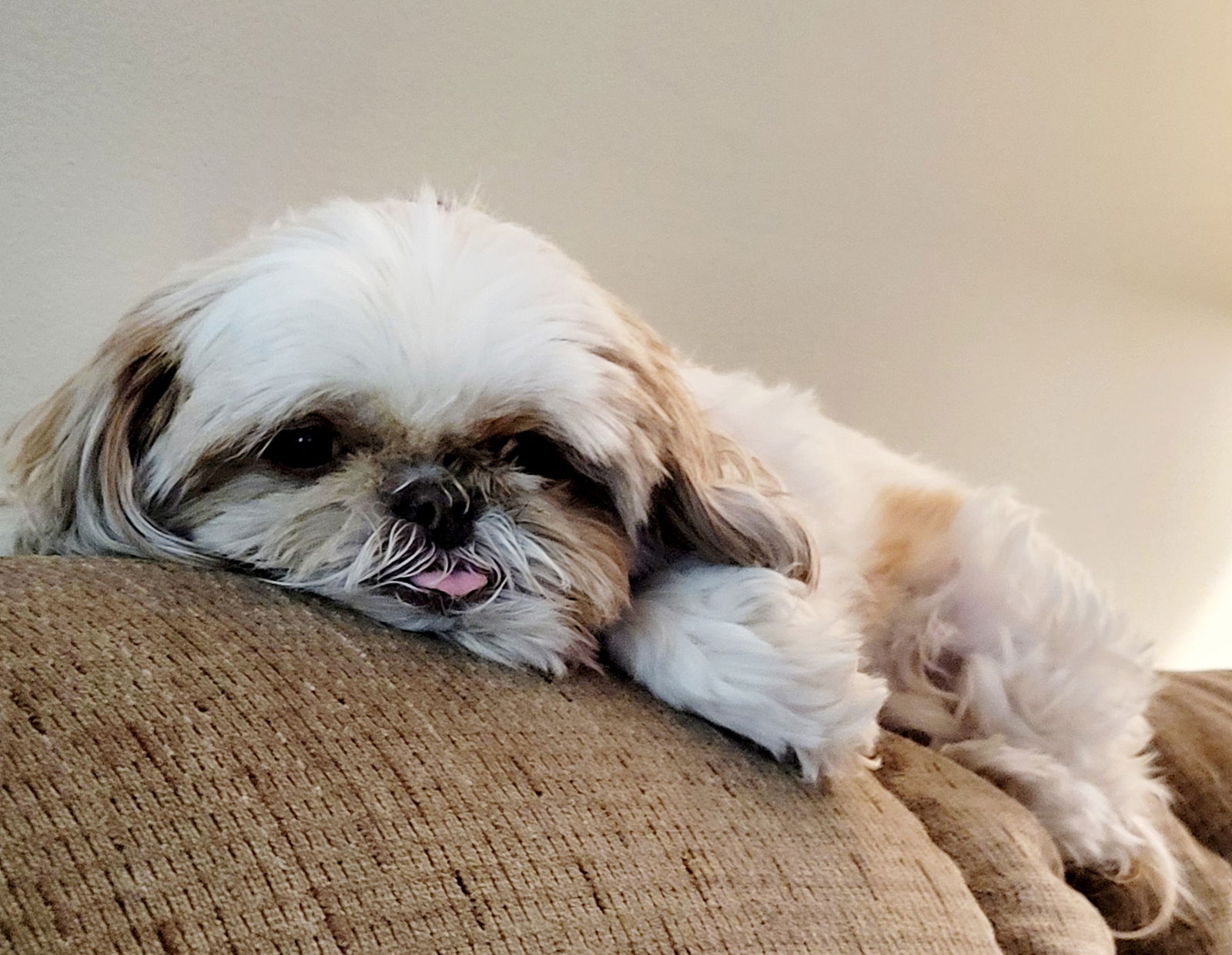 Fuzzy pawz shih cheap tzu rescue