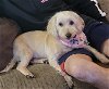adoptable Dog in  named Lulu - OS