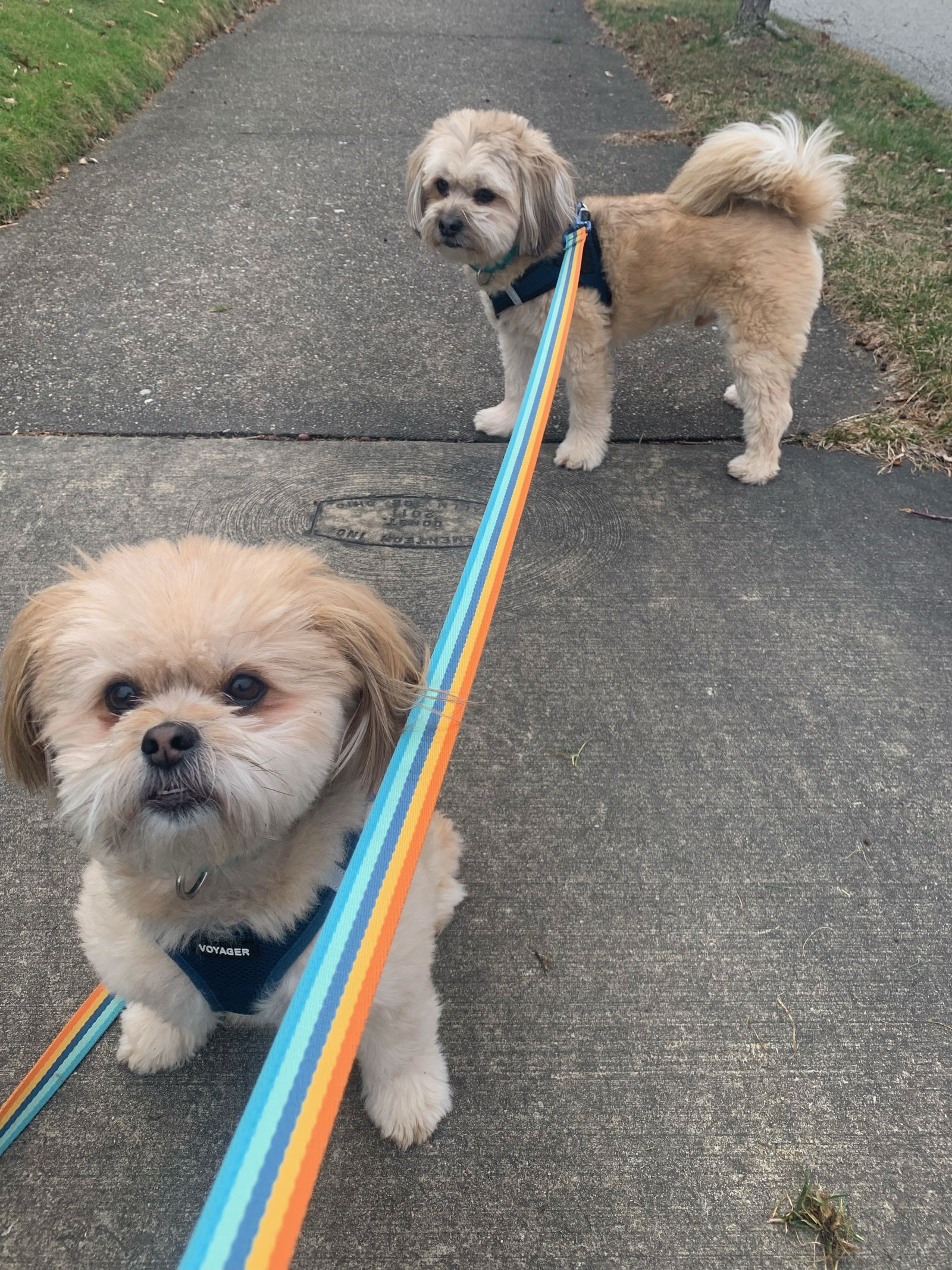 Dog for Adoption - Max - OS, a Shih Tzu in Dresden, OH | Alpha Paw