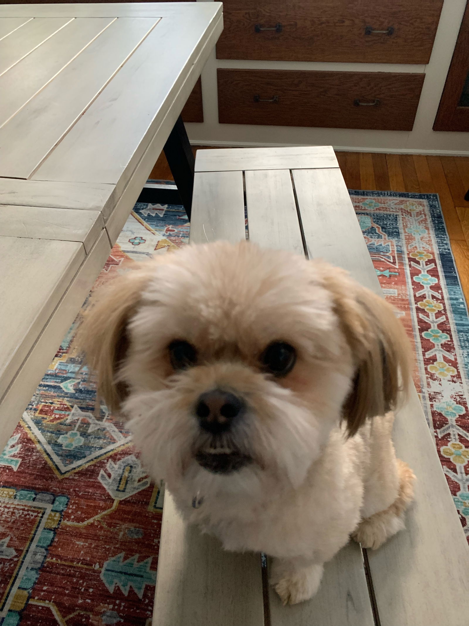 Dog for Adoption - Max - OS, a Shih Tzu in Dresden, OH | Alpha Paw