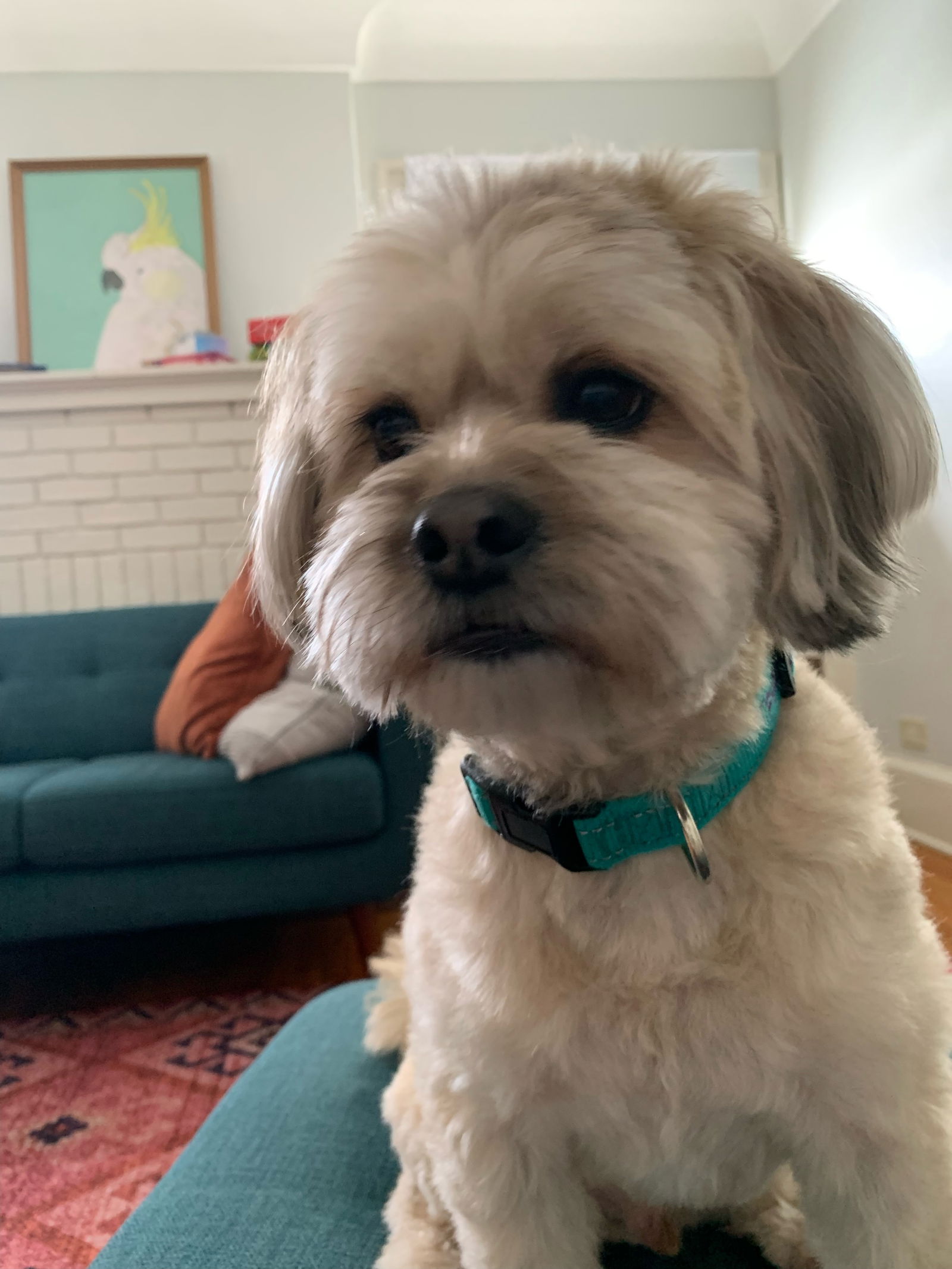 Dog for Adoption - Max - OS, a Shih Tzu in Dresden, OH | Alpha Paw