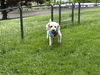 Wyatt - PM
