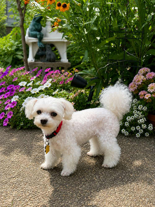 Marnie - Fairfield, an adoptable Maltese in Pataskala, OH