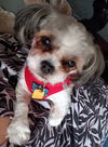 Zoey - CHS