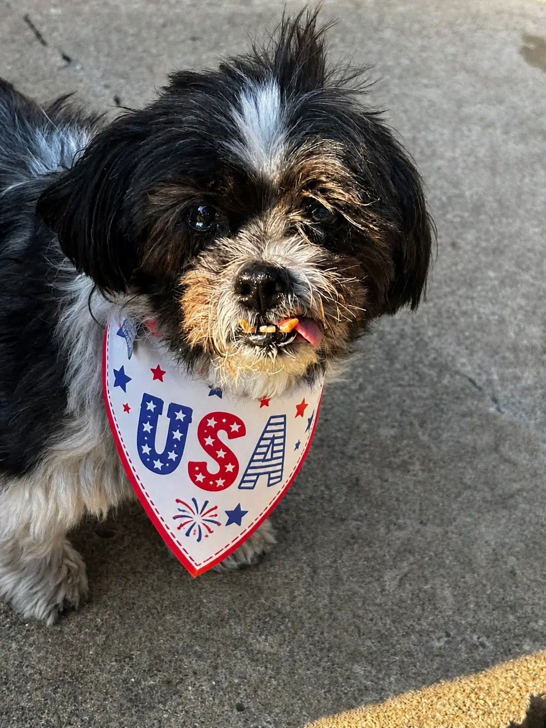 George-Os - Shih Tzu