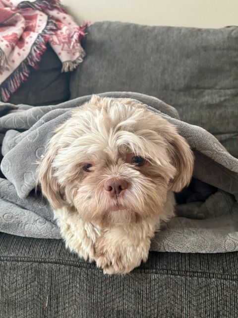 Theodore-OS