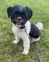 adoptable Dog in  named Minnie-OS