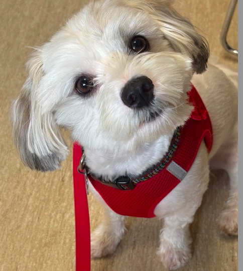 adoptable Dog in Pataskala, OH named Sammie-OS
