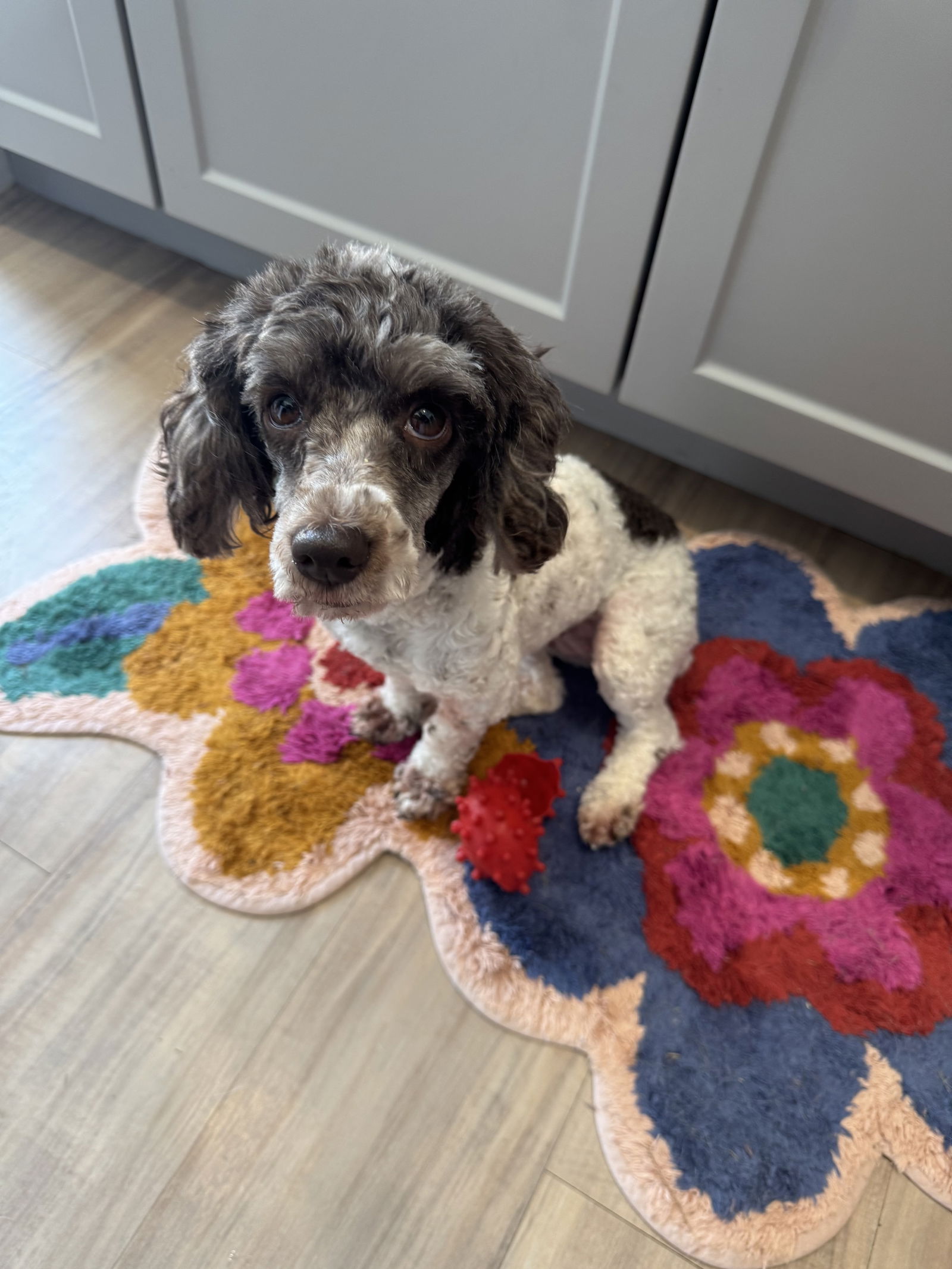 adoptable Dog in Pataskala, OH named Mitzi Tuscarawas