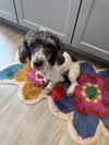 adoptable Dog in , OH named Mitzi Tuscarawas