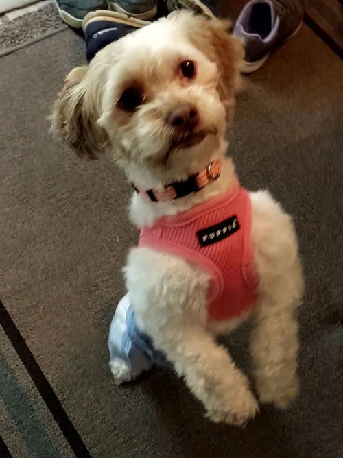 Poppy Mae-OS