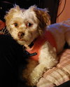 Poppy Mae-OS