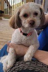 Poppy Mae-OS