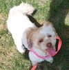 Poppy Mae-OS