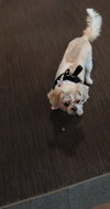 Chloe - OS