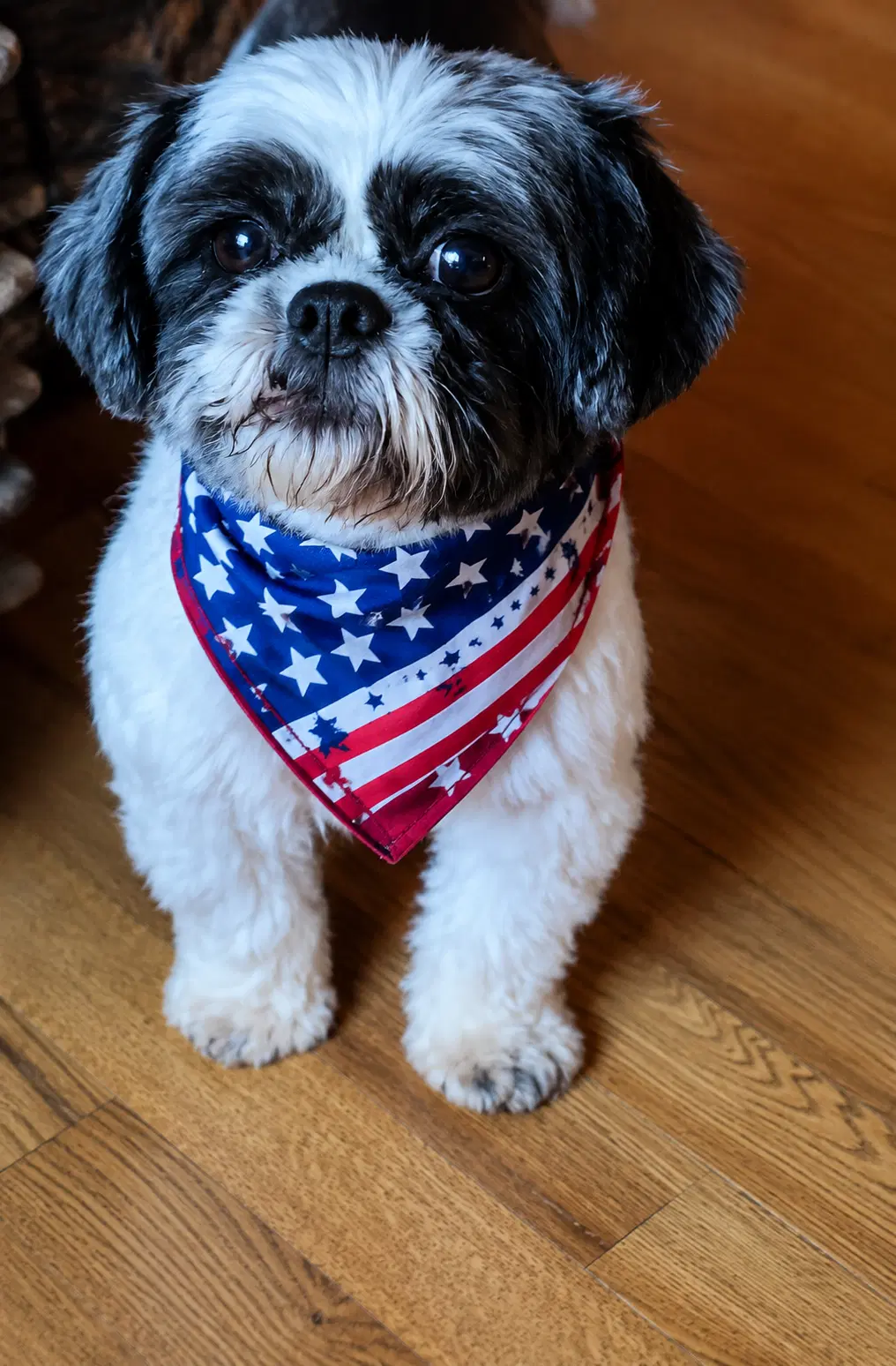 Esme-Arr - Shih Tzu