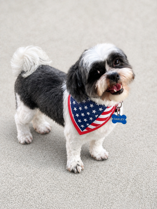 Oakley-ARR, an adoptable Shih Tzu in Pataskala, OH
