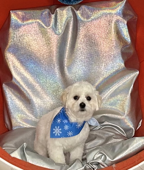 Snowy-ARR