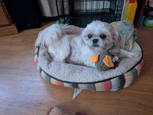 Jovie-ARR, an adoptable Shih Tzu in Pataskala, OH