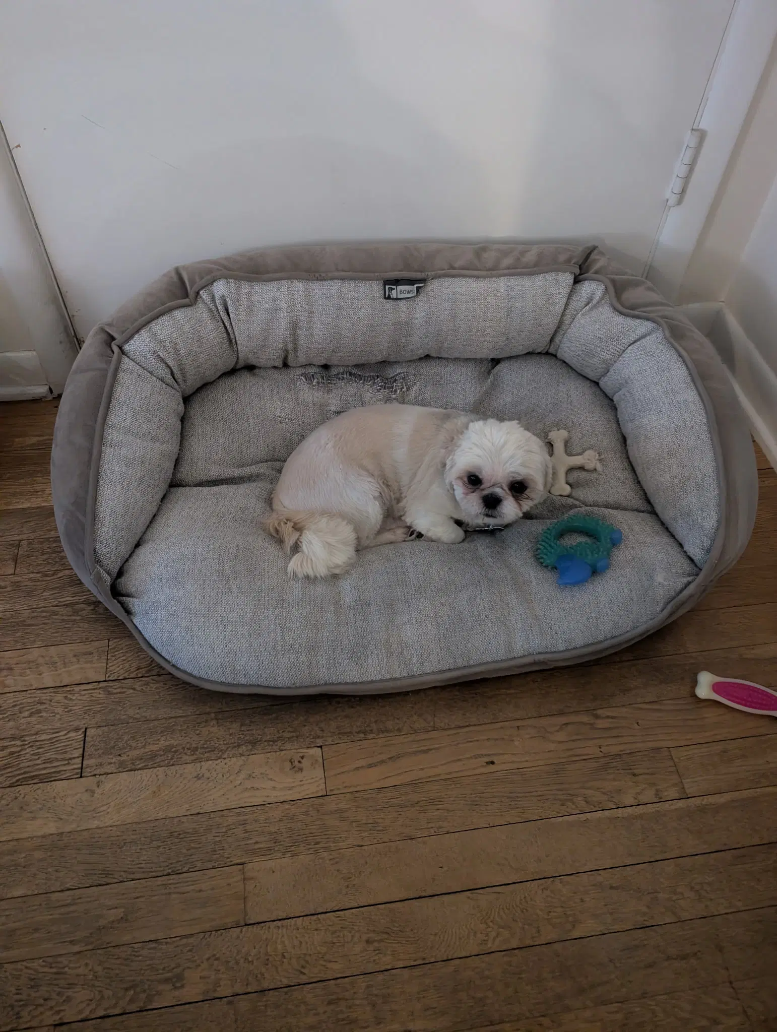 Jovie-Arr image 4