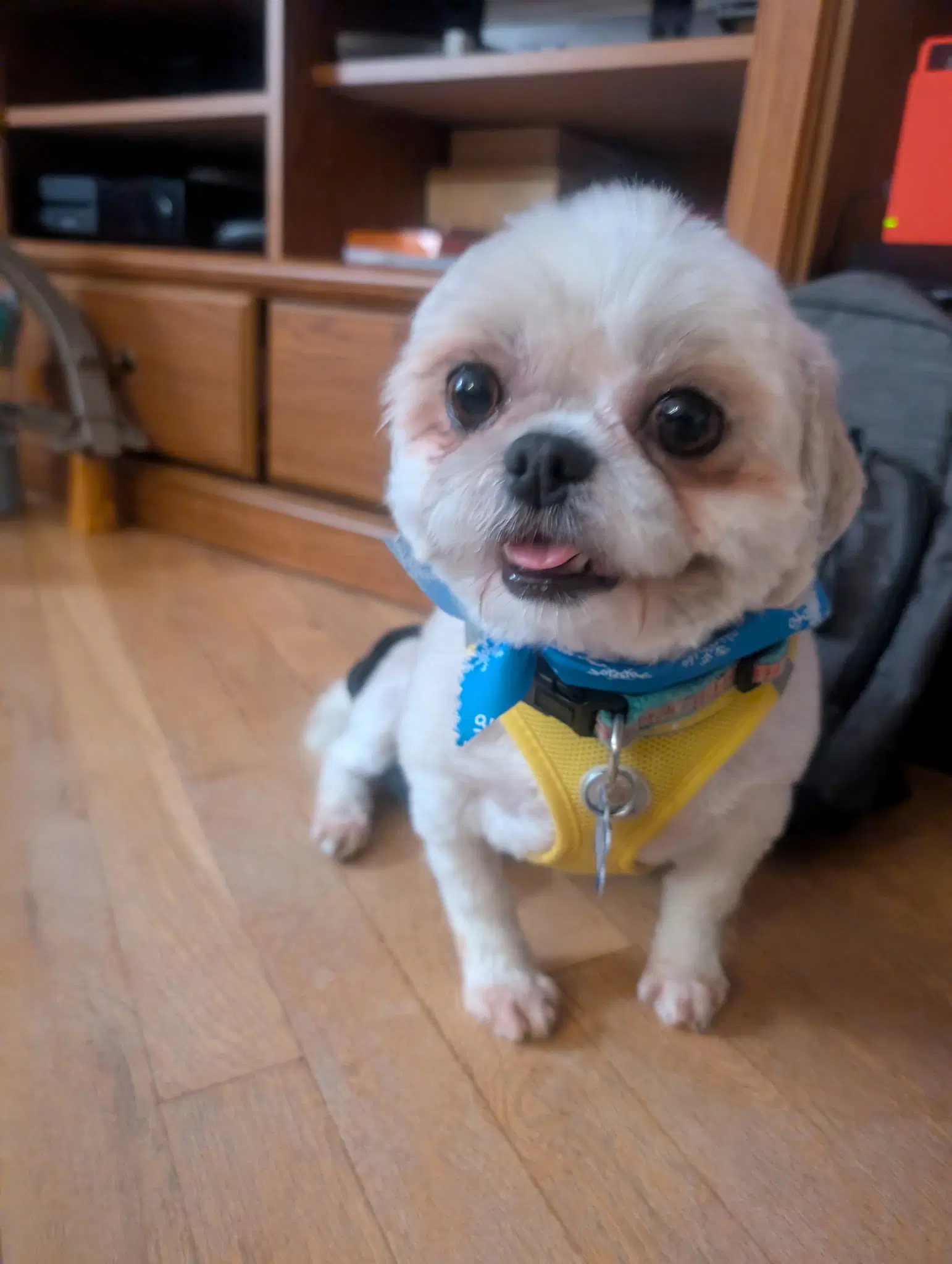 Jovie-Arr - Shih Tzu