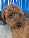 Benny -ARR