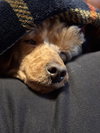 Benny -ARR