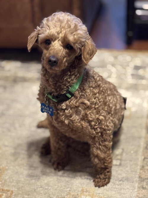Benny -ARR