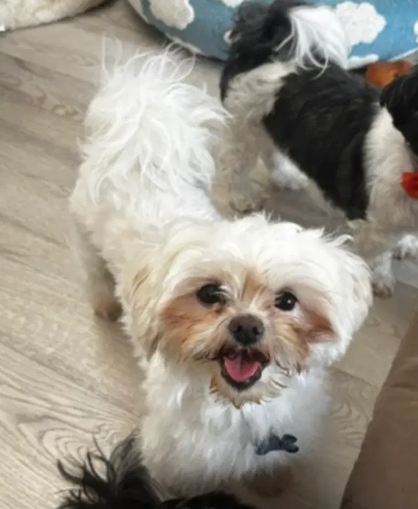 Dove-Arr - Shih Tzu