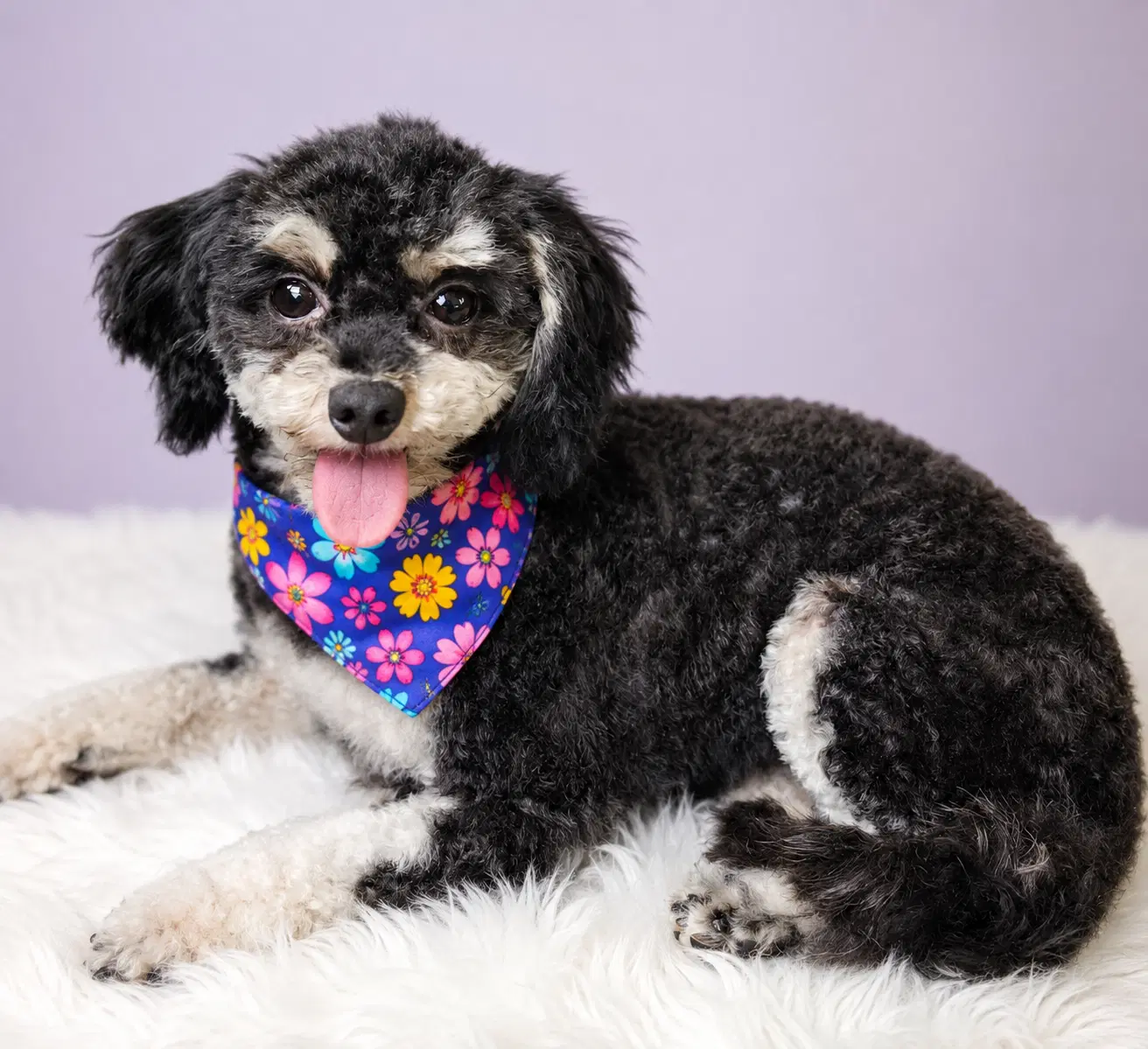 Mia - Os - Shih Tzu