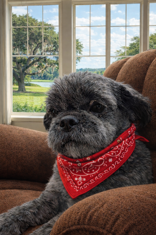 Edwin-OS, an adoptable Shih Tzu in Pataskala, OH