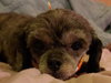 Gertie-OS