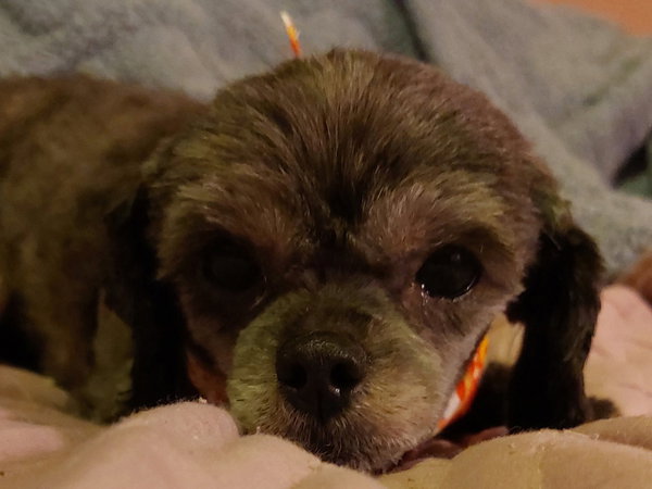 Gertie-OS